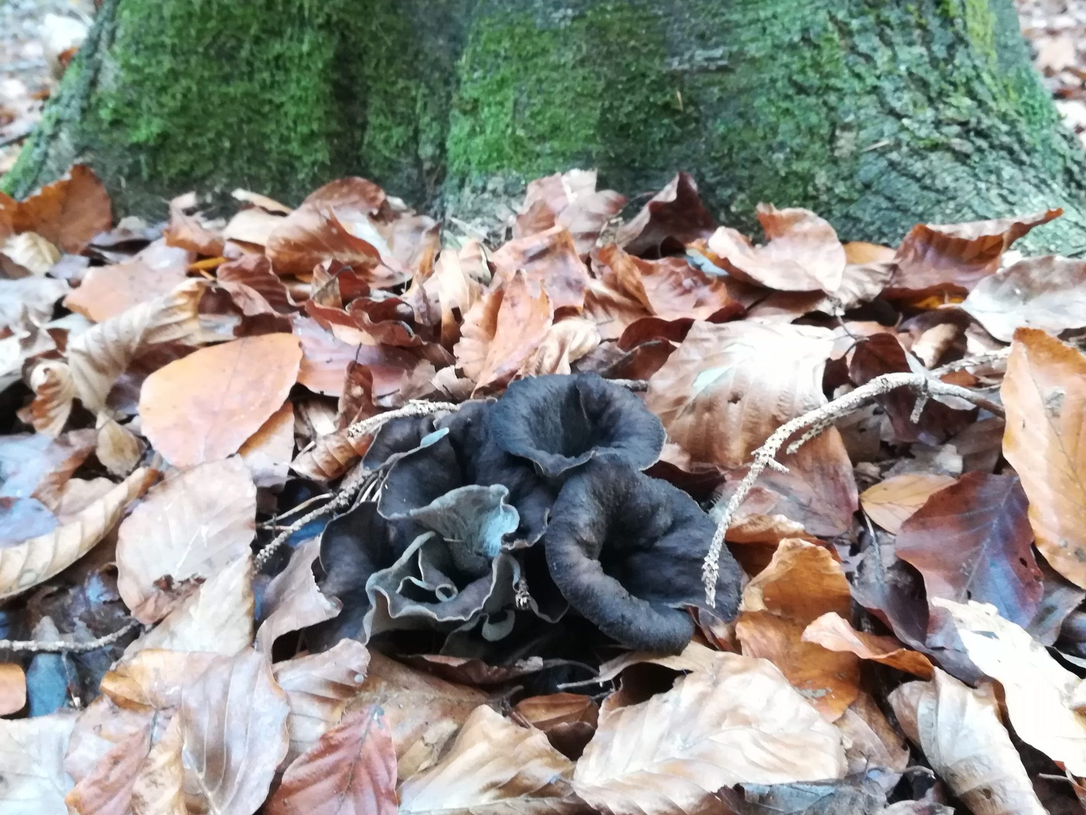 Trompetentrichterling in Laub vor Buche