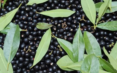 Die grüne Apotheke des Südens