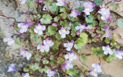 Das poetische Mauerblümchen – Heilpflanze und Wildgemüse
